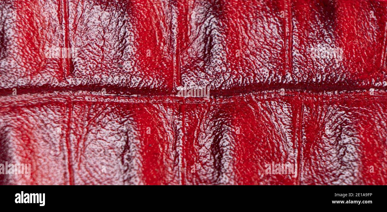 Red perforated leather texture background. Red leather close up. Macro shot of shiny leather texture. Stock Photo