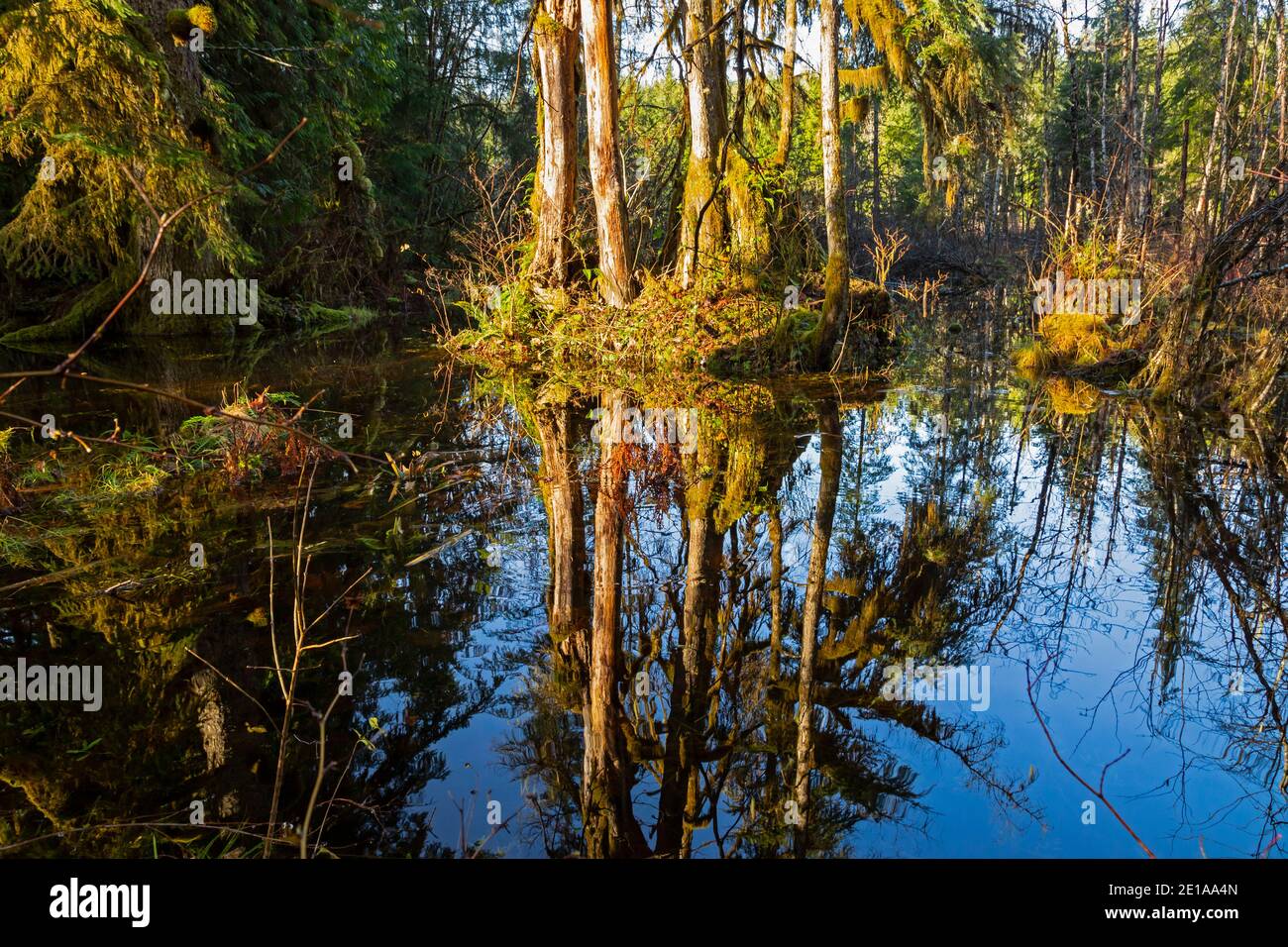 WA19014-00...WASHINGTON - Reflection in the marsh along the Old Robe Trail in the Stillaguamish River Valley. Stock Photo