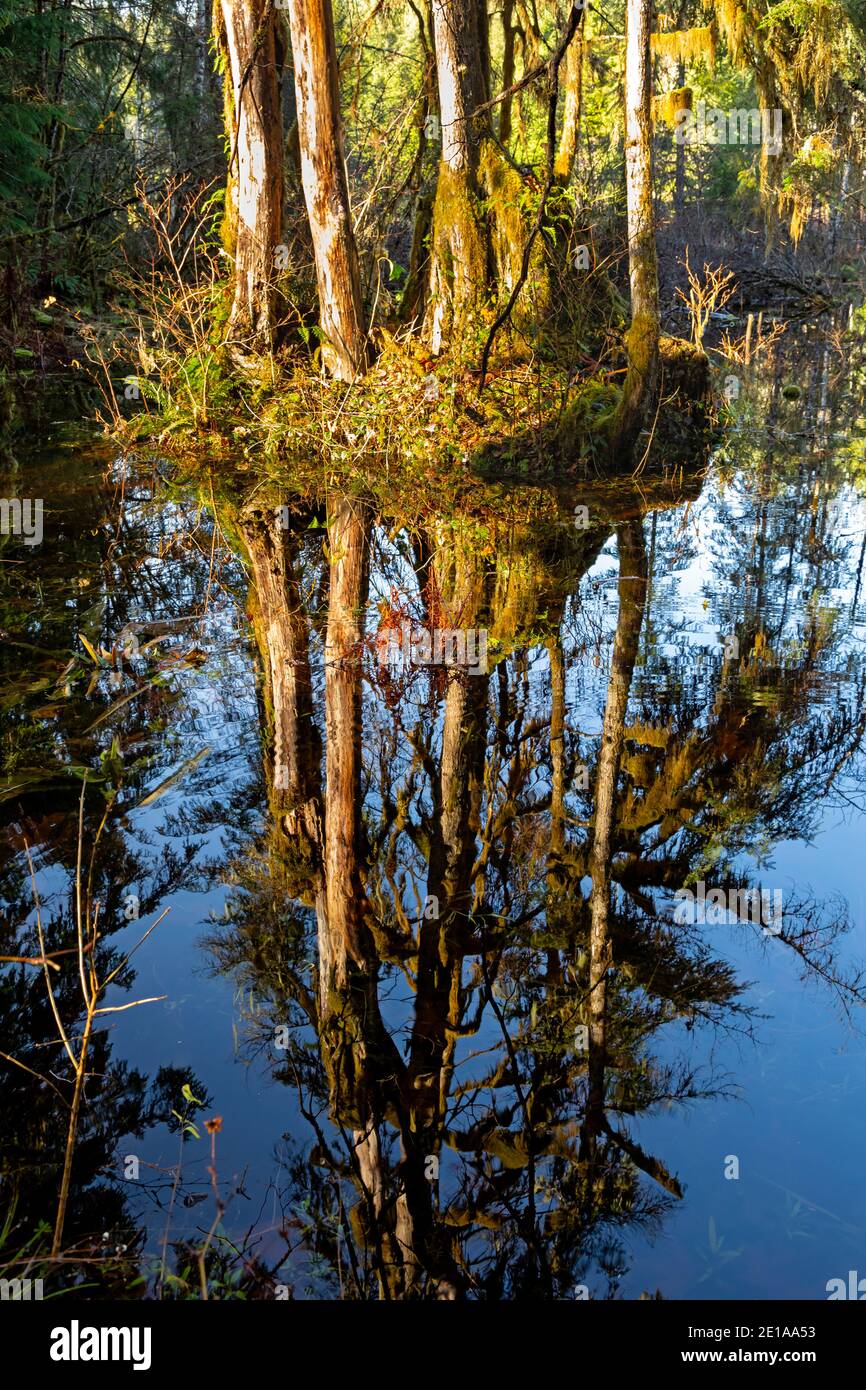 WA19015-00...WASHINGTON - Reflection in the marsh along the Old Robe Trail in the Stillaguamish River Valley. Stock Photo