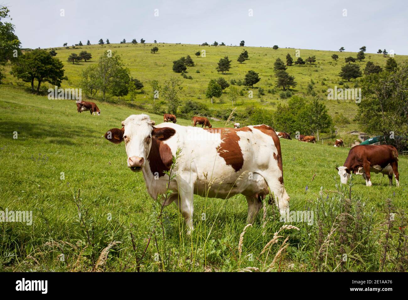 Kühe auf der Weide Stock Photo