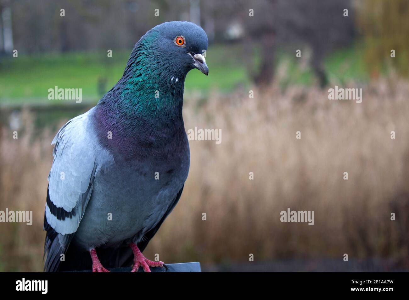 Taube im Park in London Stock Photo