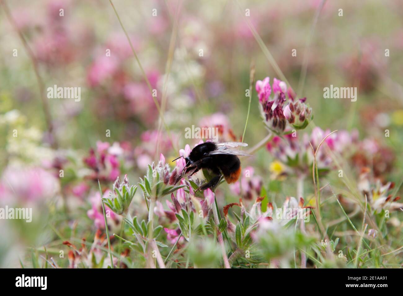 Eine Hummel an einer Blüte auf einer Blumenwiese Stock Photo