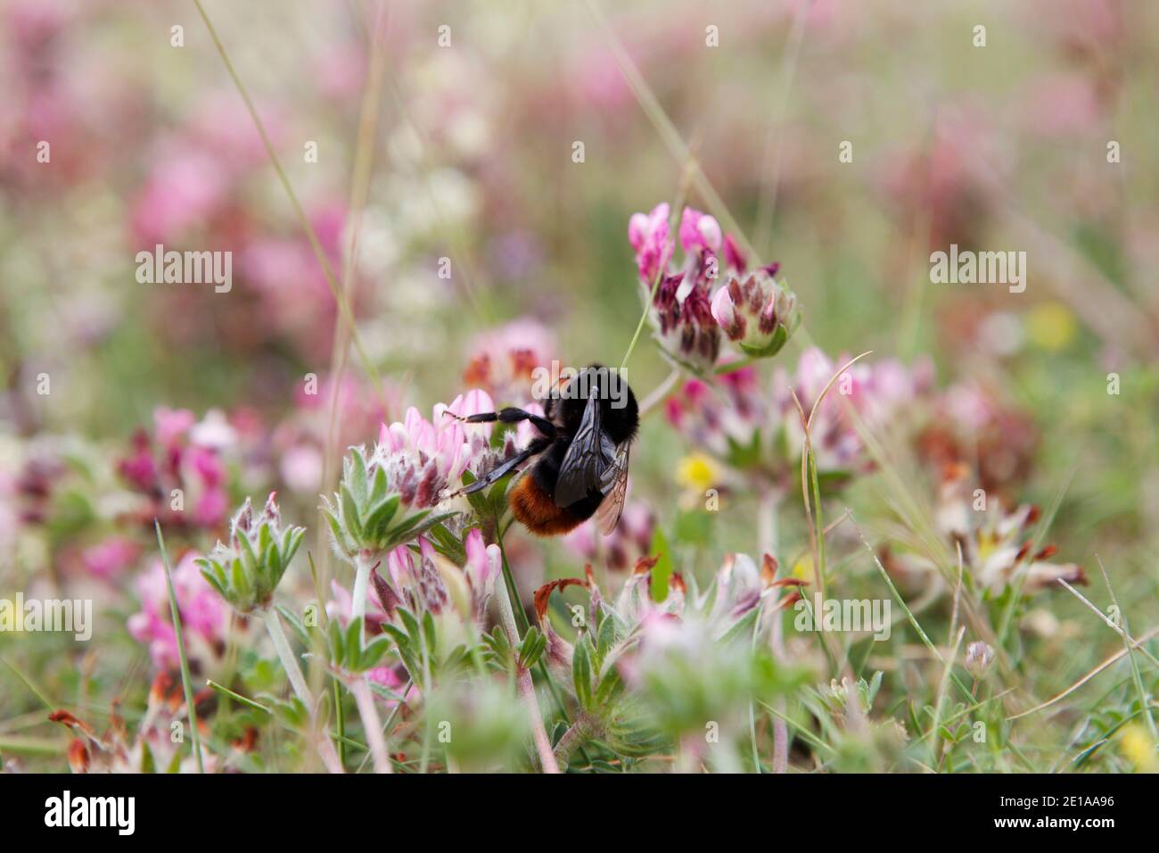 Eine Hummel an einer Blüte auf einer Blumenwiese Stock Photo