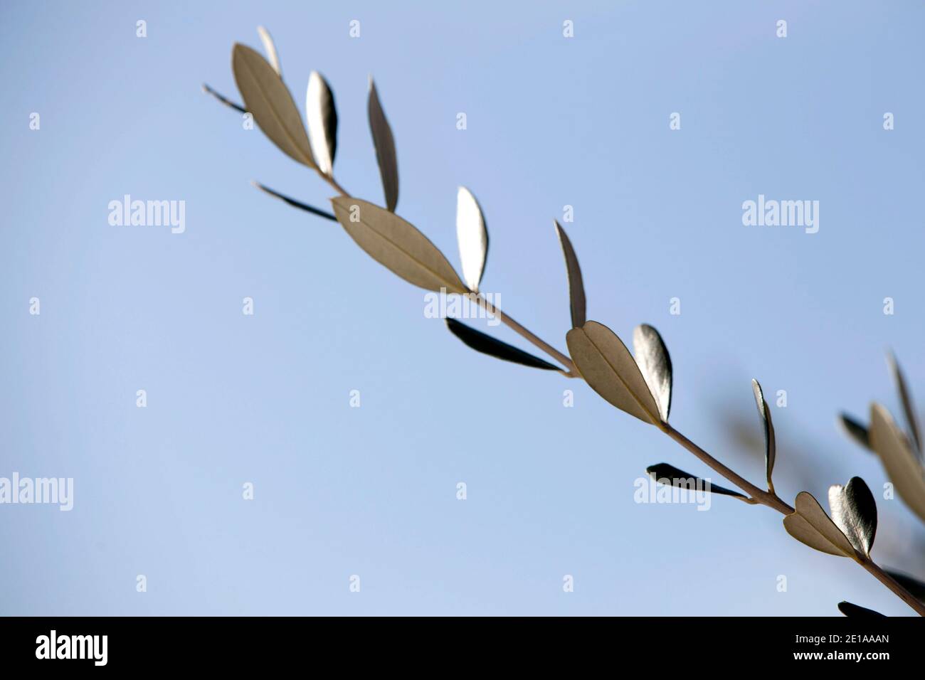 Olivenzweig vor blauem Himmel Stock Photo