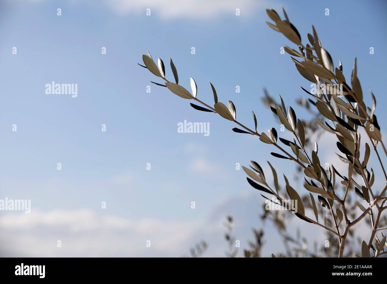 Olivenzweig vor blauem Himmel Stock Photo