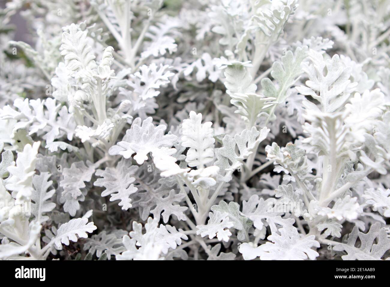 Nahaufnahme der Zierpflanze Silberblatt Senecio Bicolor. Stock Photo