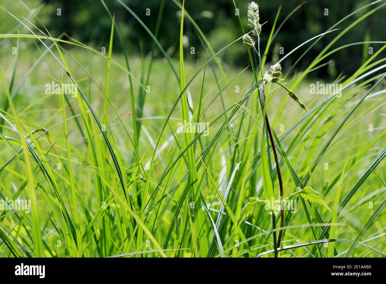 Nahaufnahme Grashalme einer ungefähren Graswiese in einem Naturschutzgebiet in Nordrhein Westfalen, Deutschland. Stock Photo