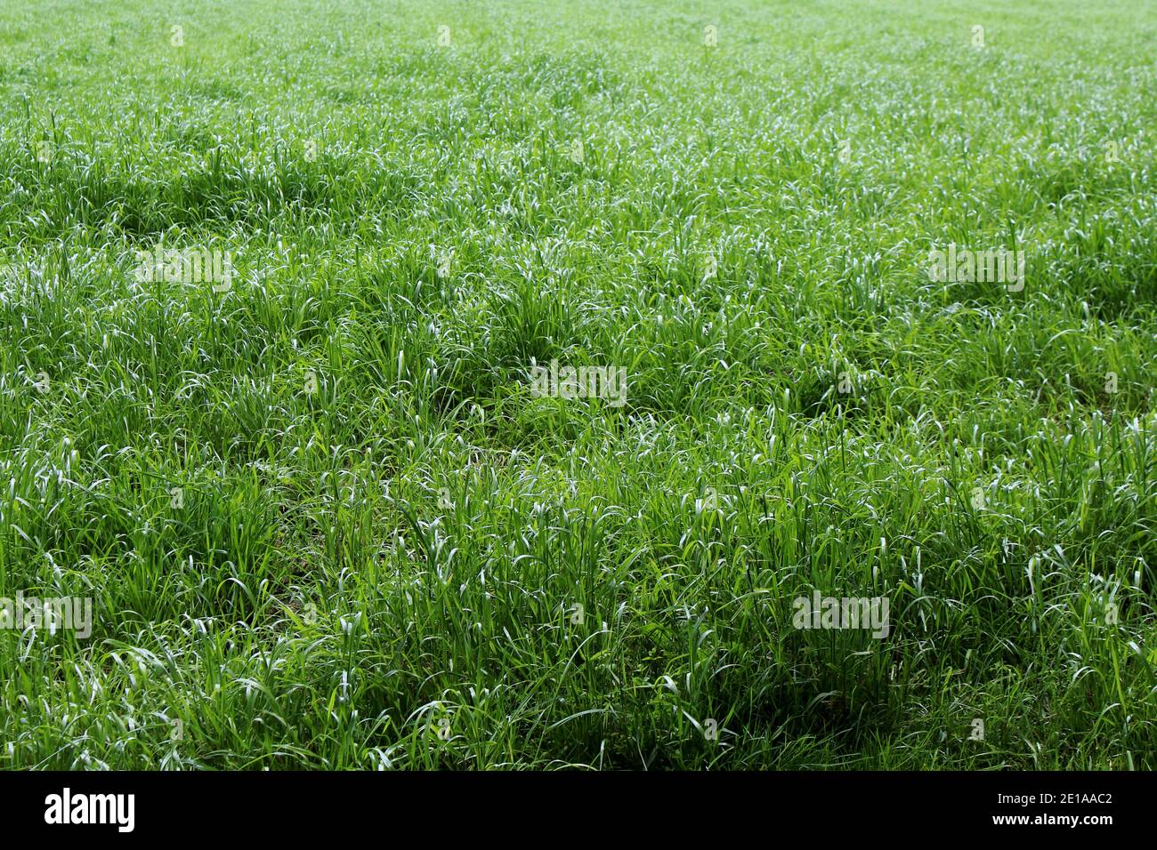 Eine grüne, ungemähte Wiese mit Gräsern im Frühling in einem Naturschutzgebiet in Deutschland. Stock Photo