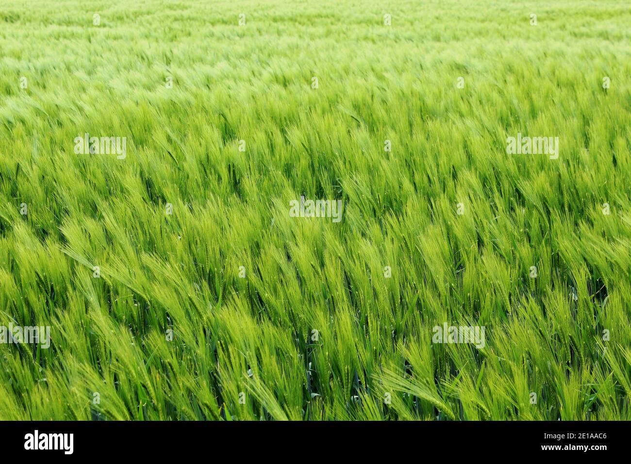Ein Feld mit grünen, langen Gräsern im Frühling in einem Naturschutzgebiet in Nordrhein Westfalen, Deutschland. Stock Photo