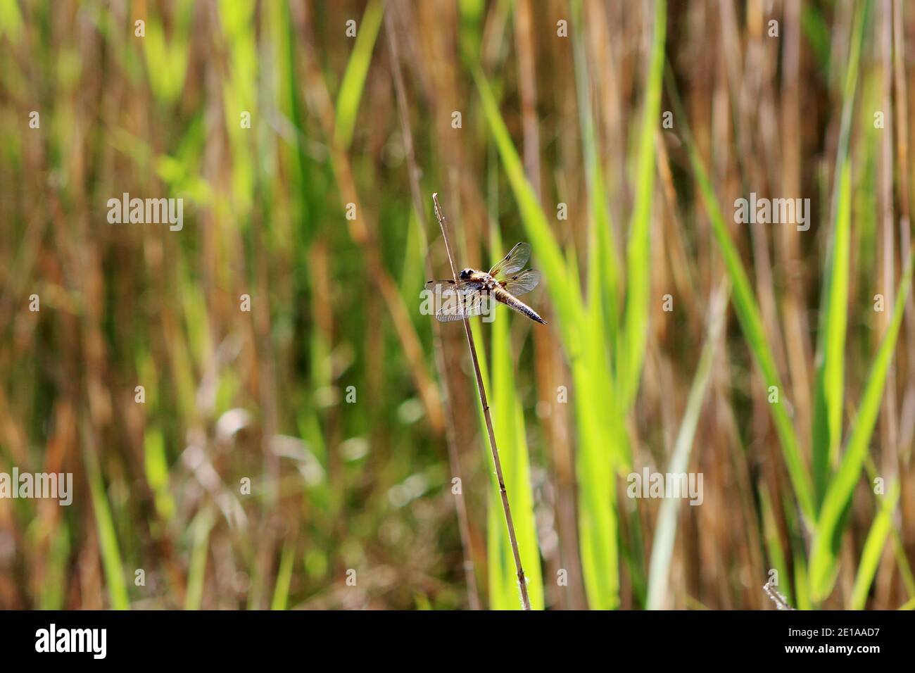 Libelle an einem Pflanzenstiel in einem Feuchtgebiet in NRW, Deutschland Stock Photo
