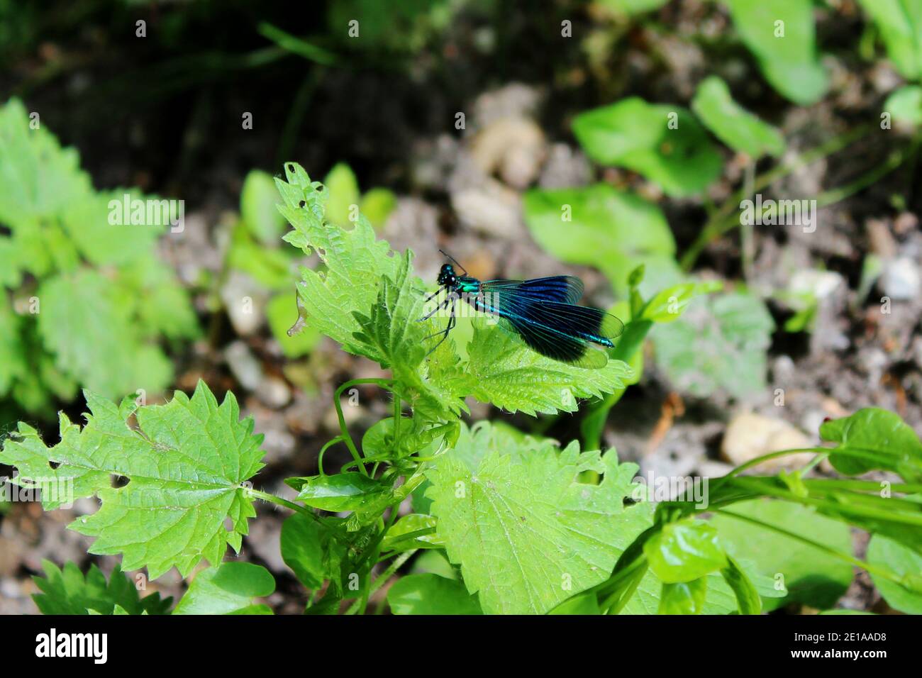 Gebänderte Prachtlibelle in türkis und dunkelblau auf einem Blatt in NRW, Deutschland. Stock Photo