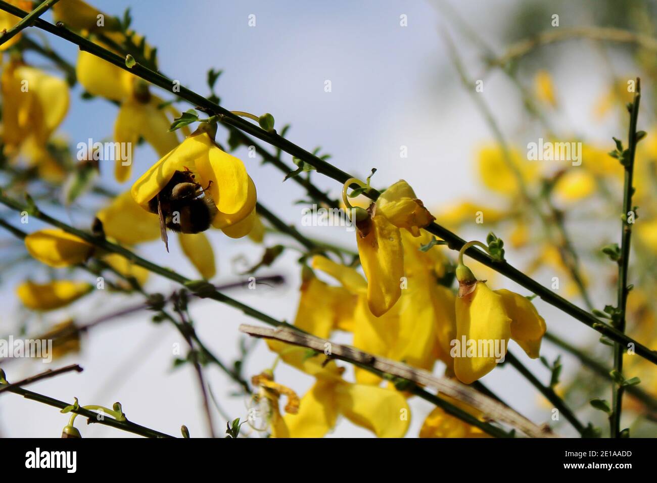 Eine Hummel bei Nahrungsaufnahme in einer gelben Blüte eines Ginsterstrauches. Stock Photo