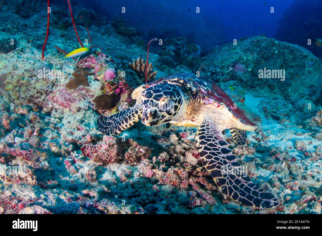 Hawksbill Sea Turtle On A Tropical Coral Reef In Asia Stock Photo Alamy hawksbill-sea-turtle-on-a-tropical-coral-reef-in-asia-stock-photo-alamy