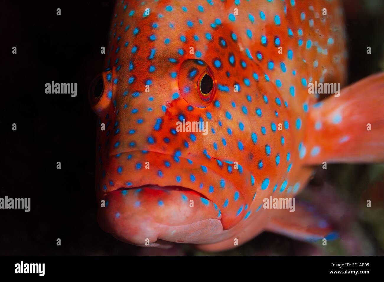 Colorful Grouper Colorful Coral Grouper on a tropical coral reef system in Thailand ...