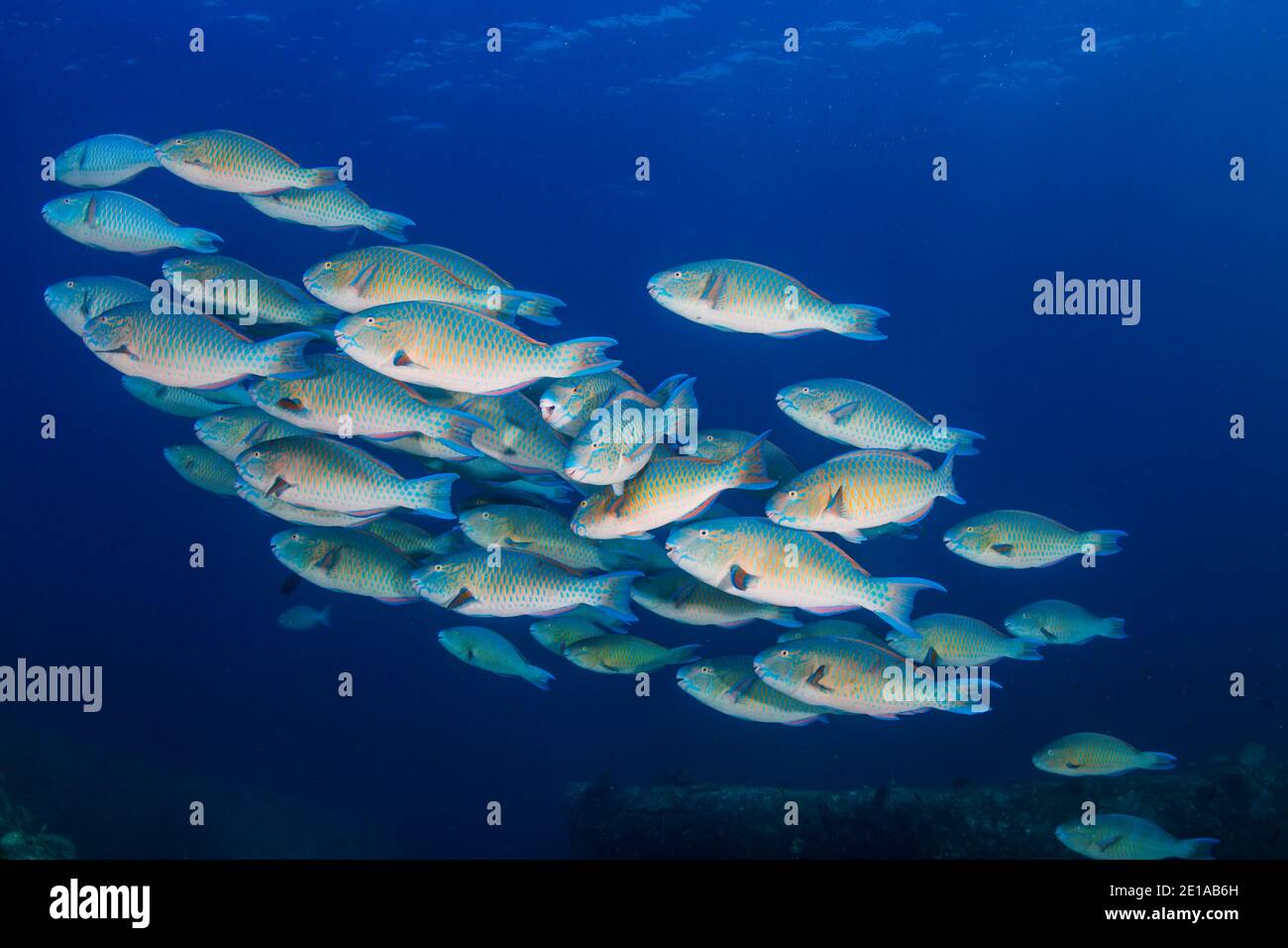 School of colourful Parrotfish on a tropical reef in Thailand's Andaman Sea Stock Photo