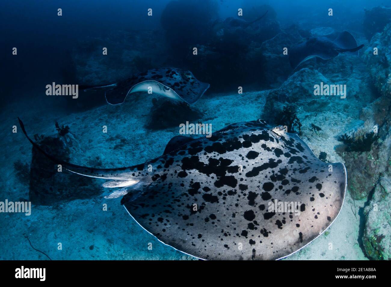 Huge Marble Rays deep underwater on a tropical coral reef in the Andaman sea Stock Photo