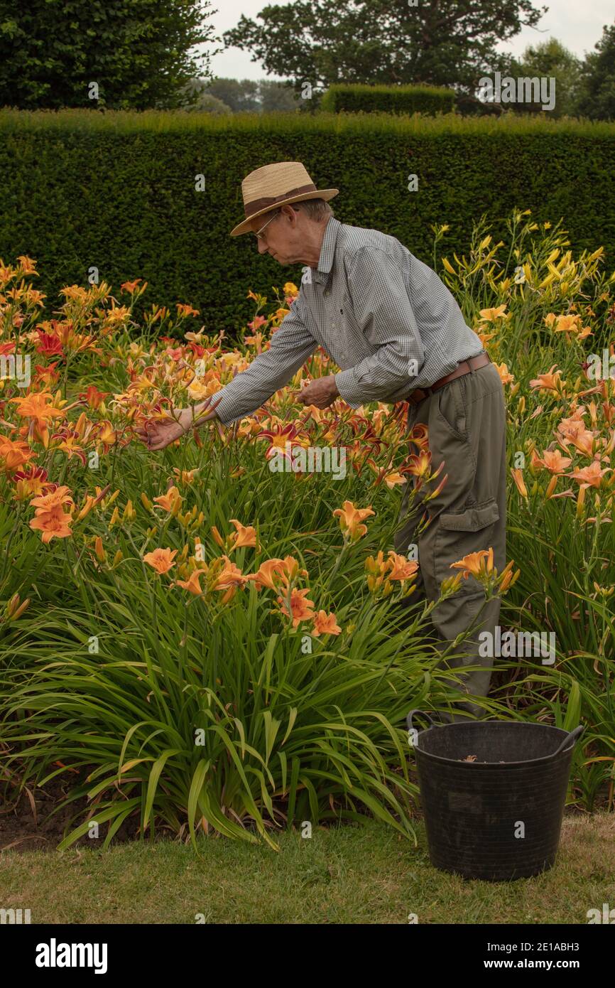 Senior citizen volunteer seen deadheading Hemerocallis blooms in the gardens of Waterperry. Stock Photo