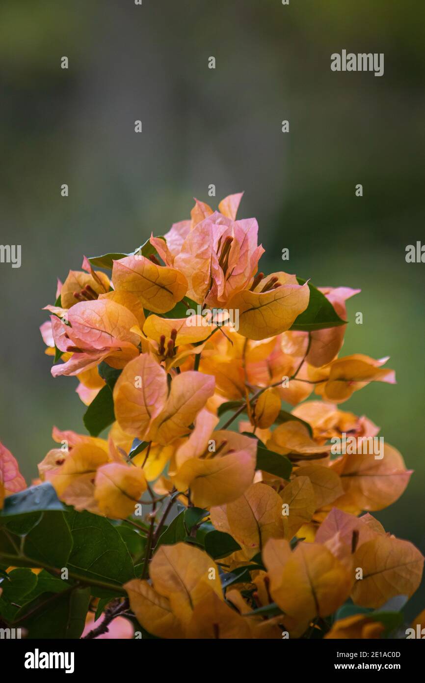 A close-up of a orange flowered curacao plant Stock Photo