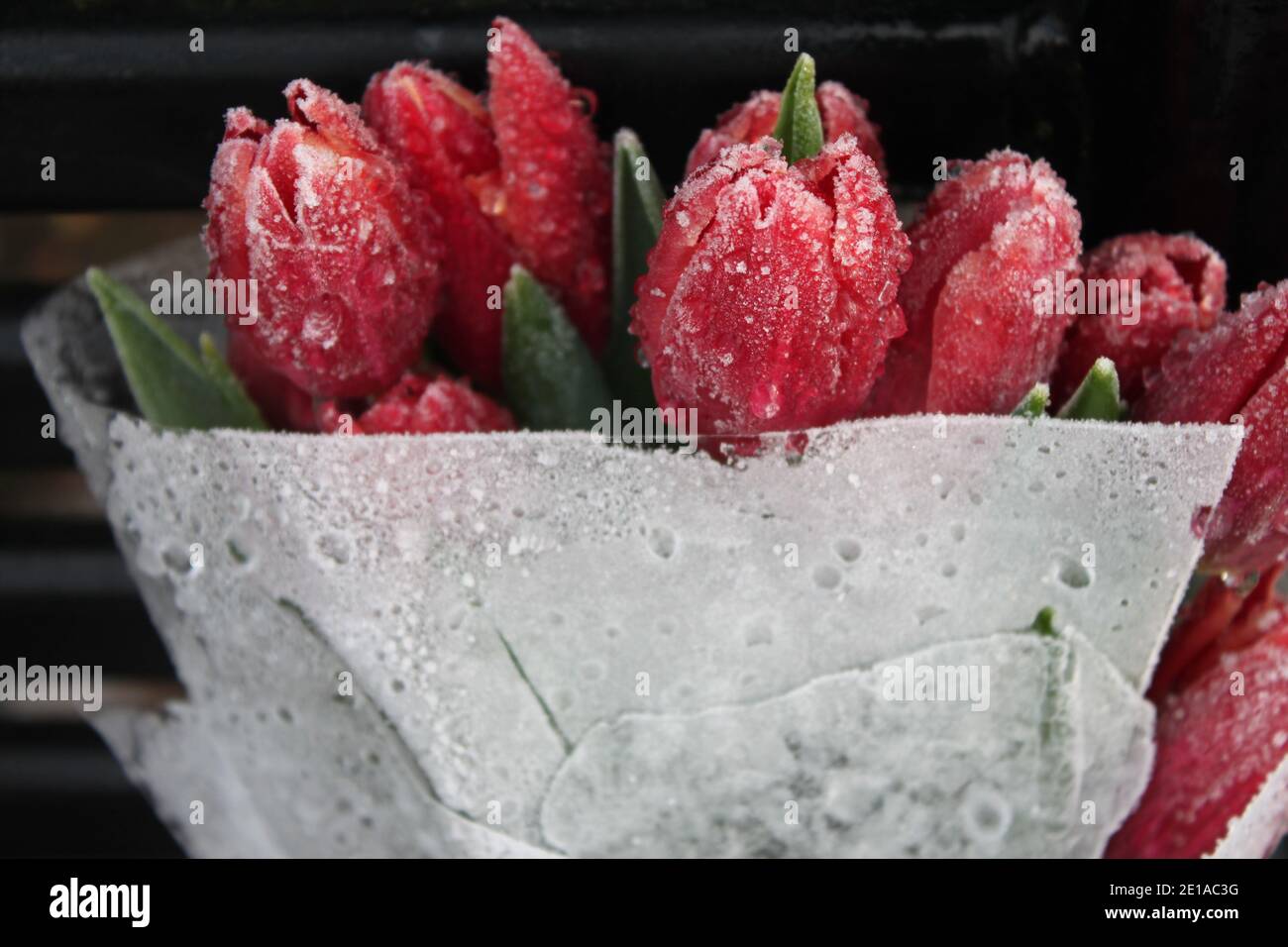 Bouquet of frozen red tulips left on black park bench. Memorial and sympathy flowers (red tulips). In loving memory. Stock Photo