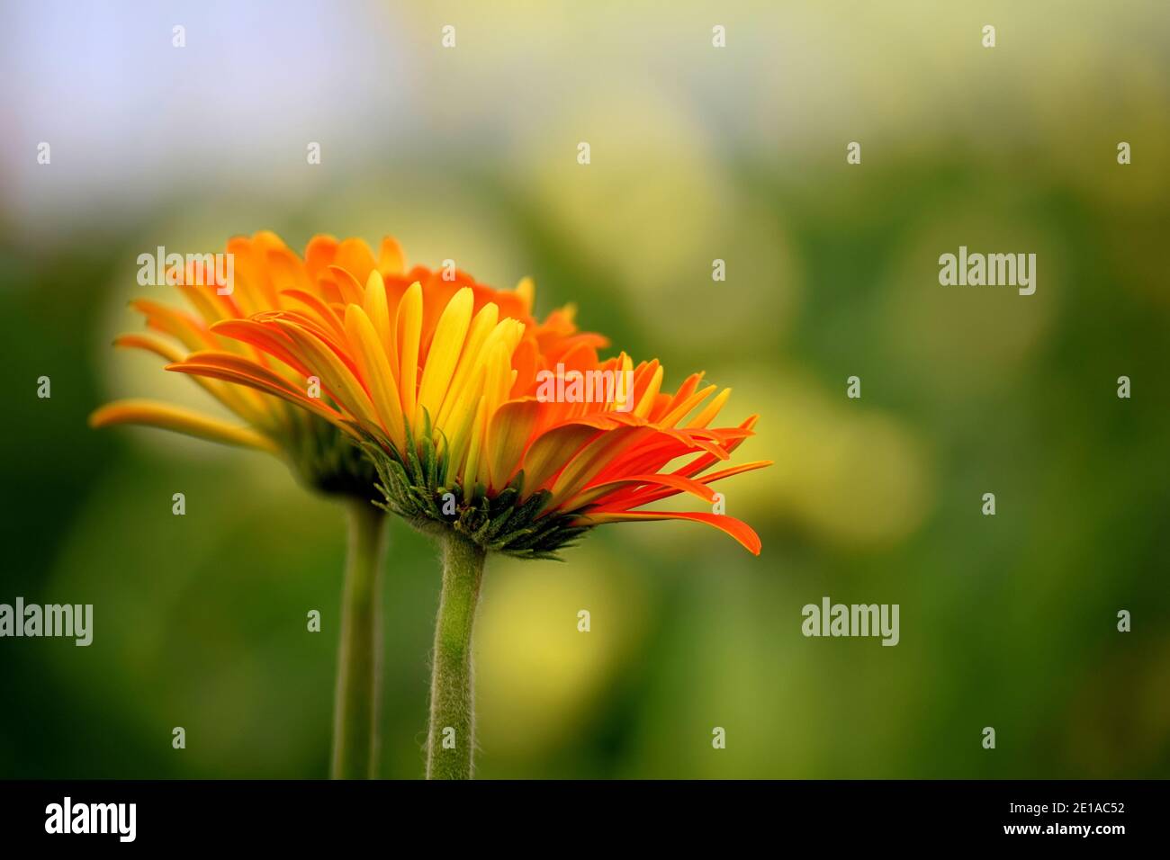 Two orange yellow colored Gerbera flowers also known as Gerbera daisies on green blurry background. Stock Photo