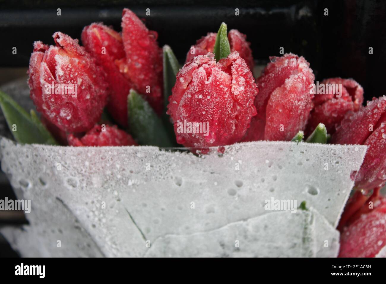 Red frosted tulips sitting on park bench. Winter wonderland, beautiful