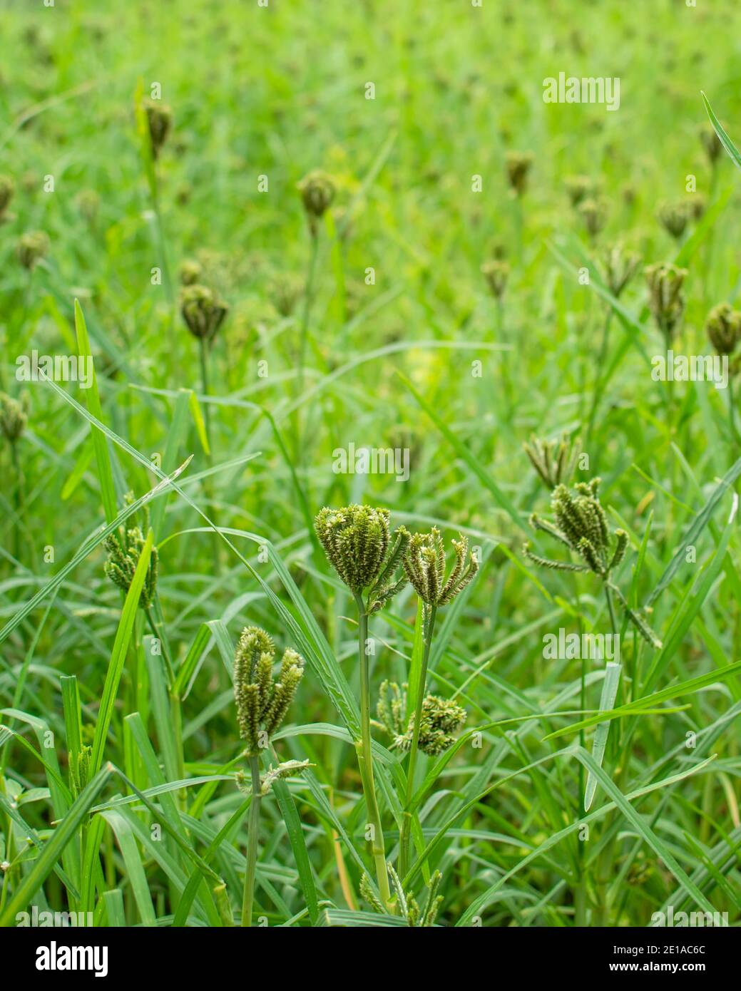 Field crop of Eleusine coracana, or finger millet plant with fingers of millet in selective