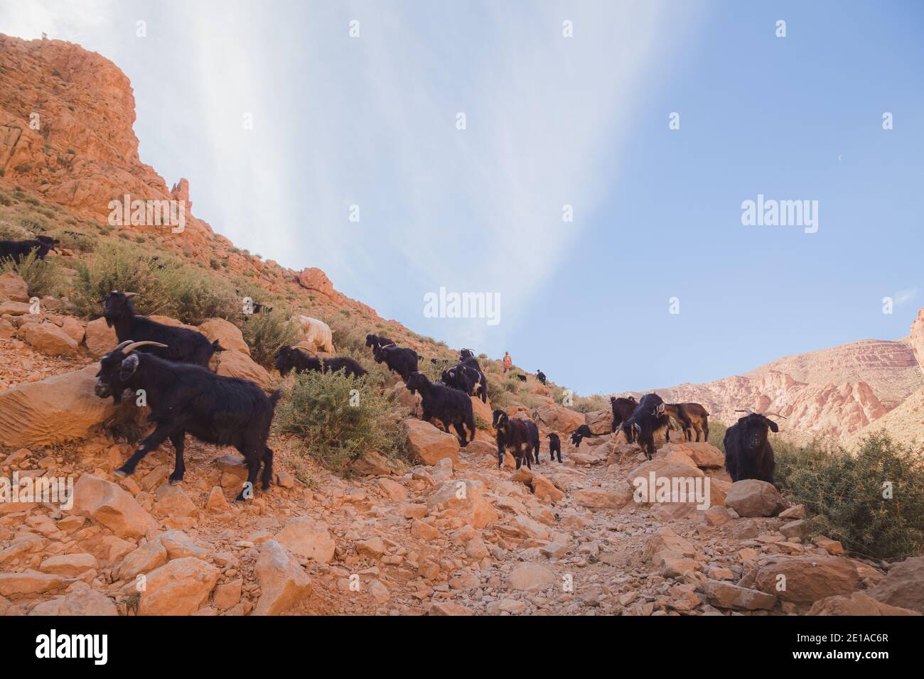 African Shepherds People High Resolution Stock Photography And Images Alamy