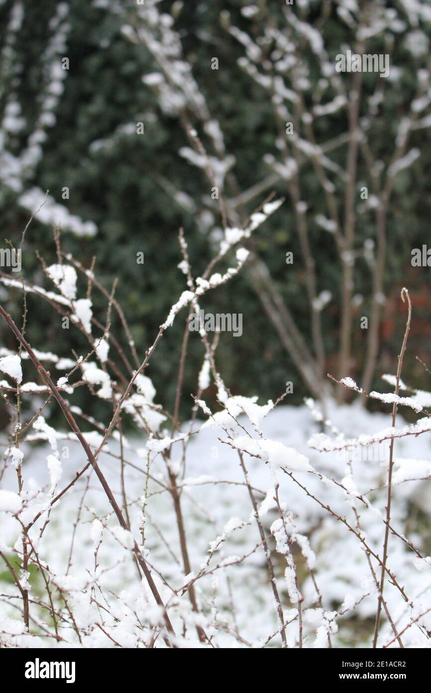 texture of filigran branches with snow in winter Stock Photo