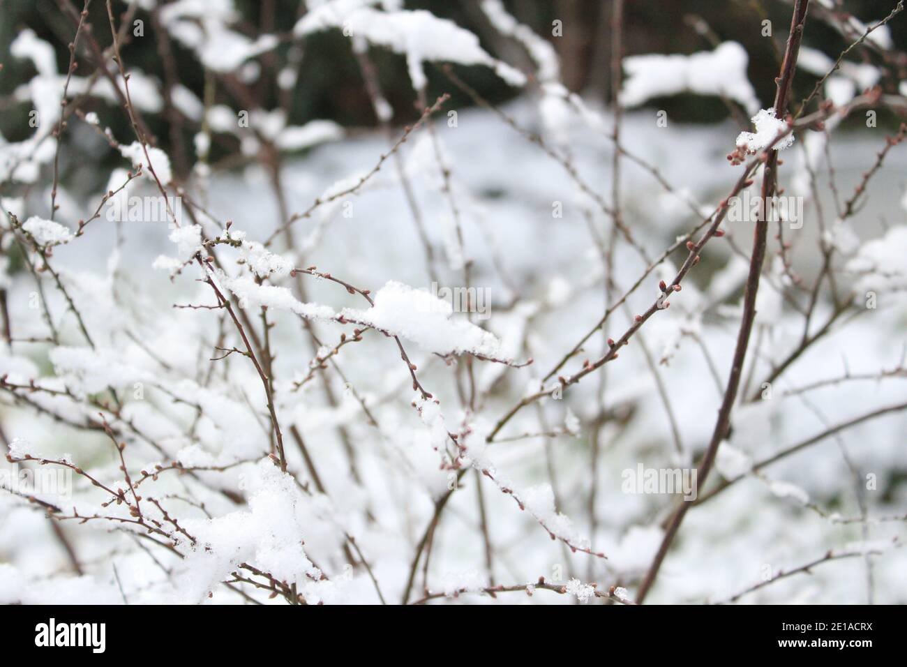 texture of filigran branches with snow in winter Stock Photo