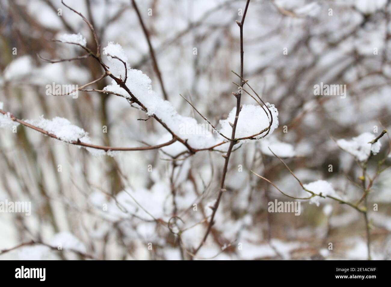 texture of filigran branches with snow in winter Stock Photo