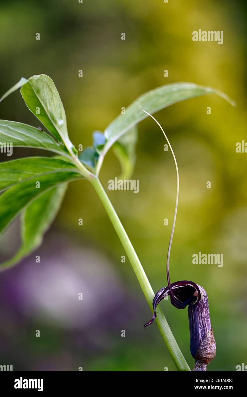 Arisaema kiushianum,cobra lily,aroid,purple brown white striped spathe, long spadix,exotic flower,flowers, flowering, RM floral Stock Photo