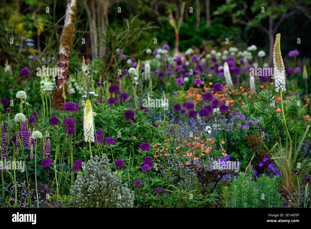 eremurus robustus,Foxtail lily,,eremurus,geum,euphorbia,allium,mixed bed,mixed border,mixed planting sch Stock Photo