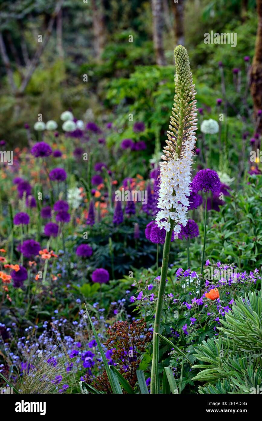 eremurus robustus,Foxtail lily,eremurus,geum,euphorbia,allium,mixed bed,mixed border,mixed planting sch Stock Photo