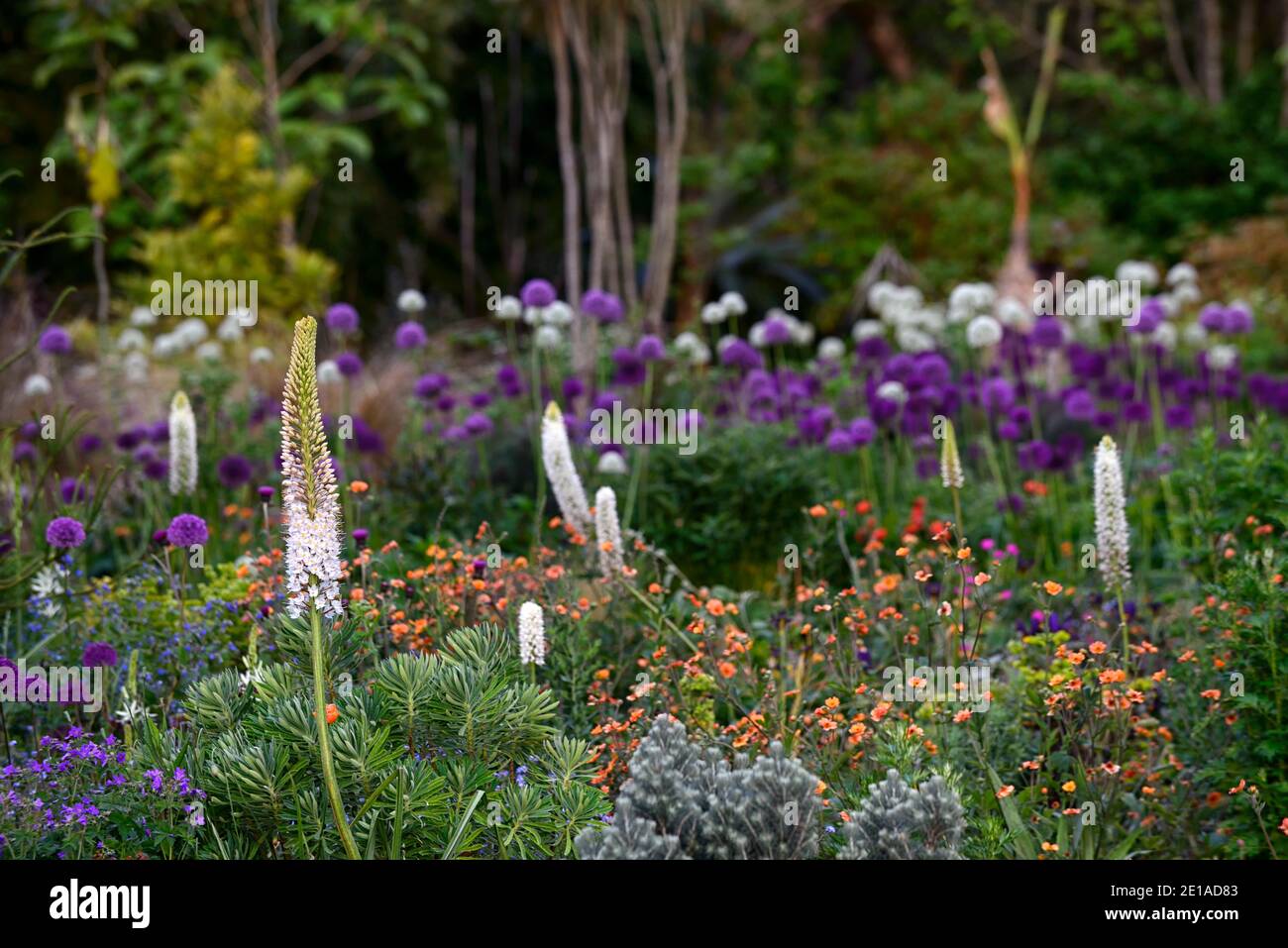 eremurus robustus,Foxtail lily,,eremurus,geum,euphorbia,allium,mixed bed,mixed bed,mixed border,mixed planting sch Stock Photo