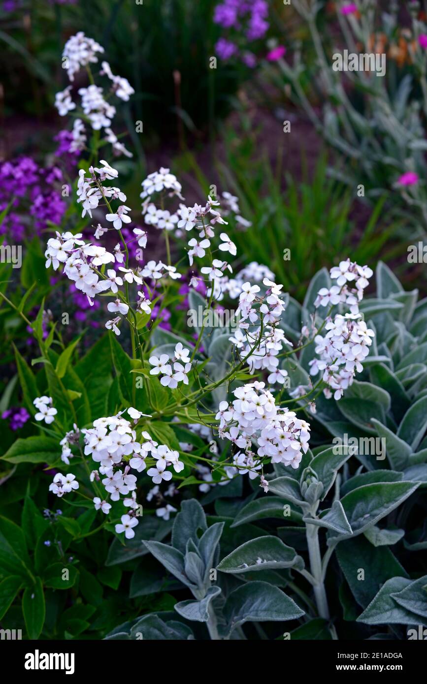 Sweet rocket, Hesperis matronalis,,white flowers,flower,flowering,spring,garden,gardens,RM Floral Stock Photo