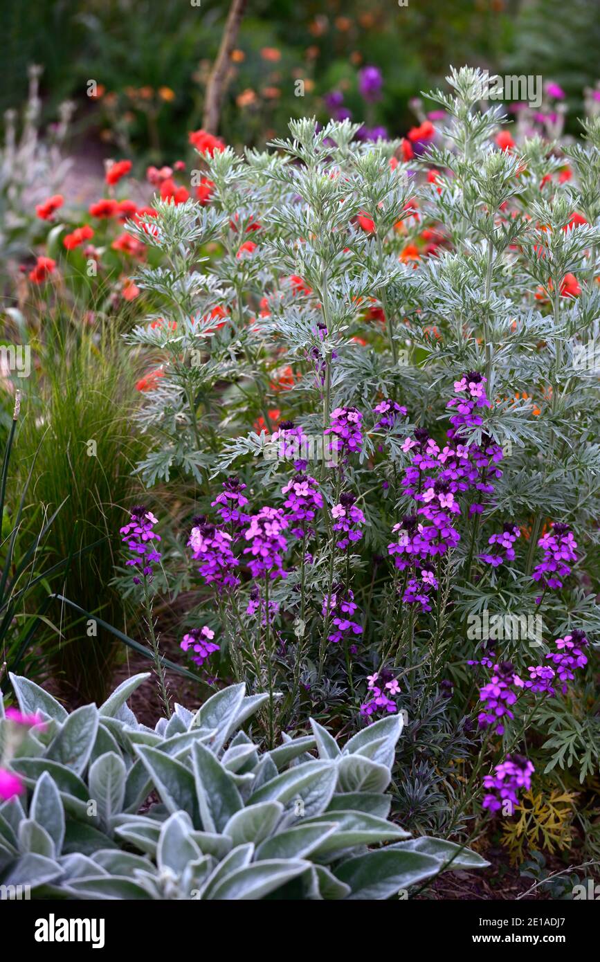 Erysimum bicolor Bowles's mauve, purple,,purple flowers,flowering combination,mixed planting,spring,RM floral Stock Photo
