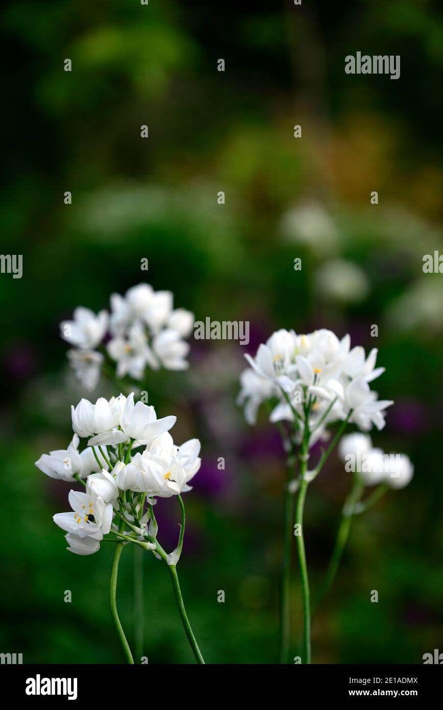 Ornithogalum arabicum,Arab's eye,lesser cape-lily,Arabian starflower,white flower,flowers,flowering,RM Floral Stock Photo