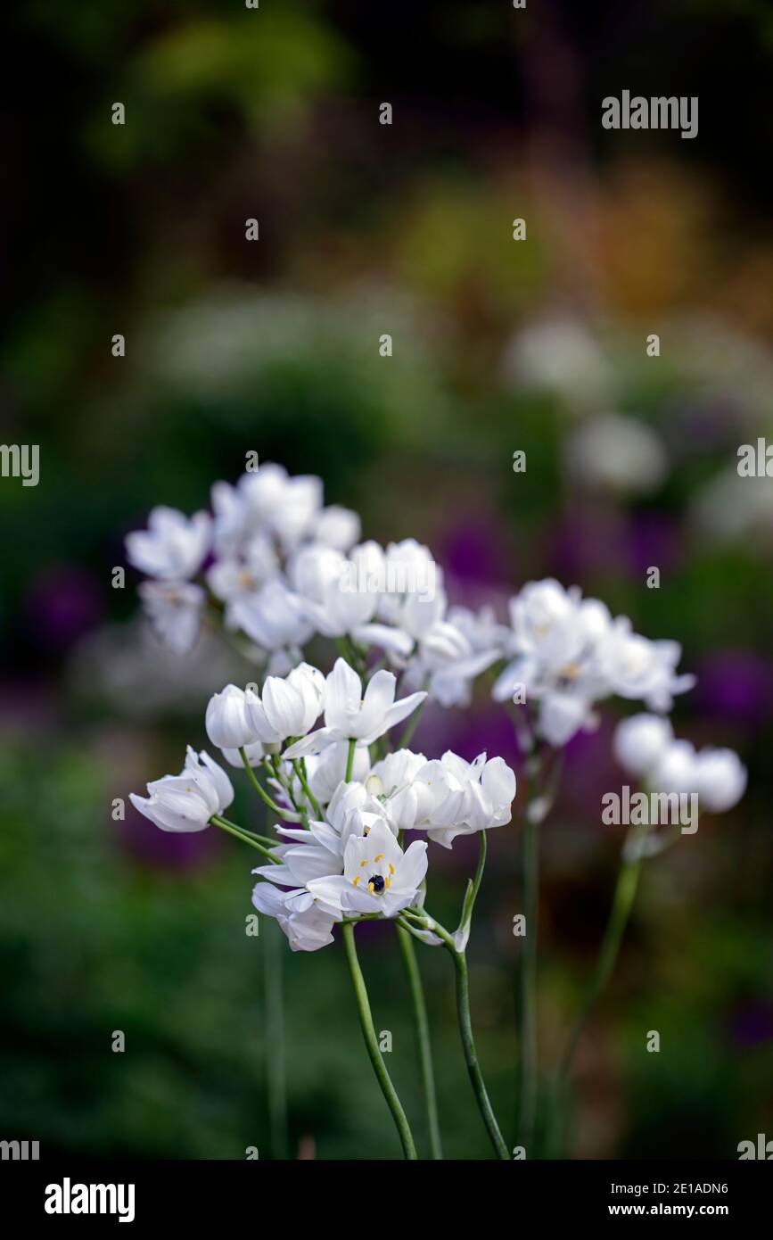Ornithogalum arabicum,Arab's eye,lesser cape-lily,Arabian starflower,white flower,flowers,flowering,RM Floral Stock Photo