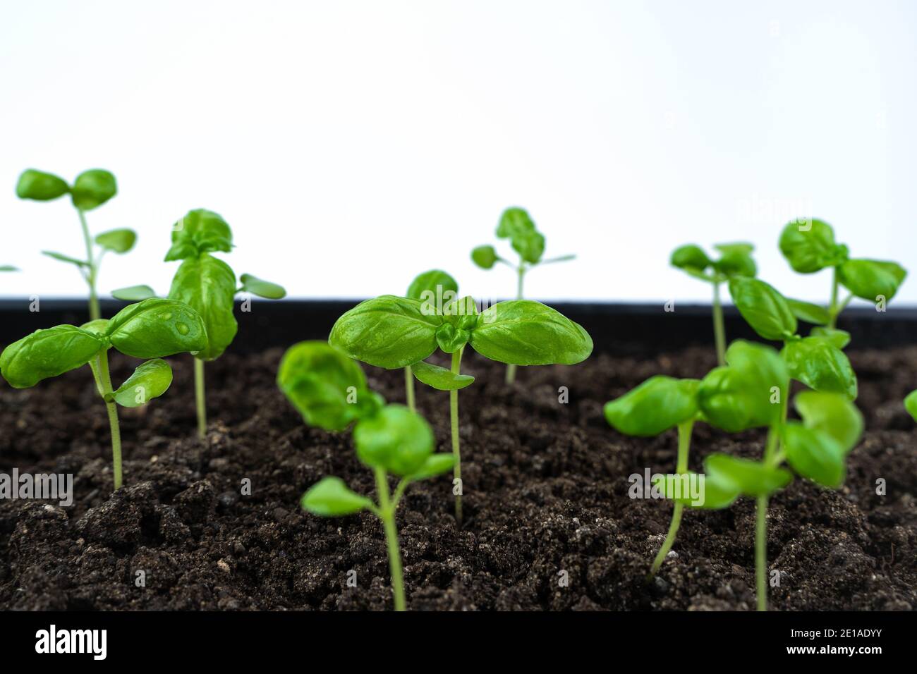 The cultivation of Basil. Young sprouts in the ground, side view Stock