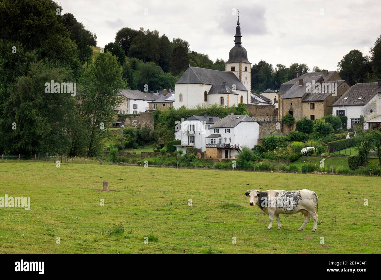 Cow in front of Chassepierre Stock Photo