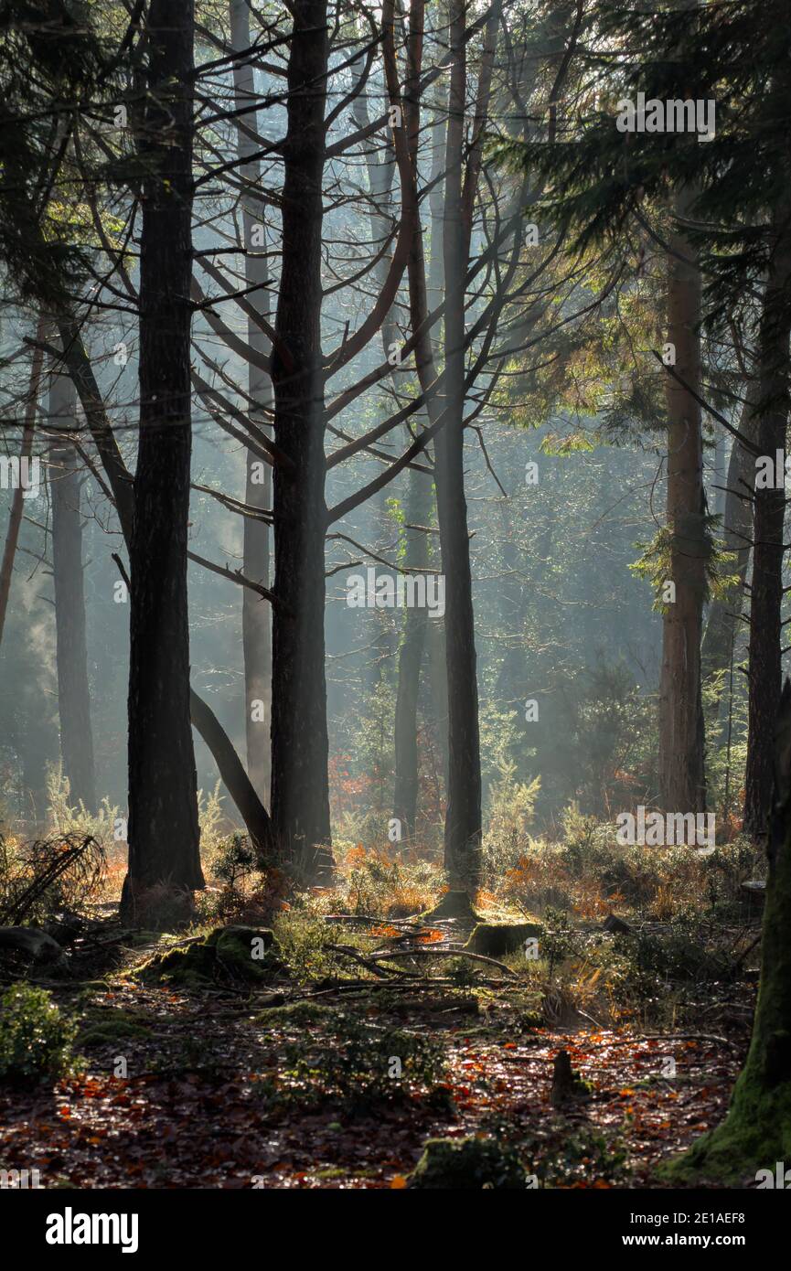 Backlit Trees Silhouetted In A Misty Forest With Sun Rays. New Forest UK Stock Photo