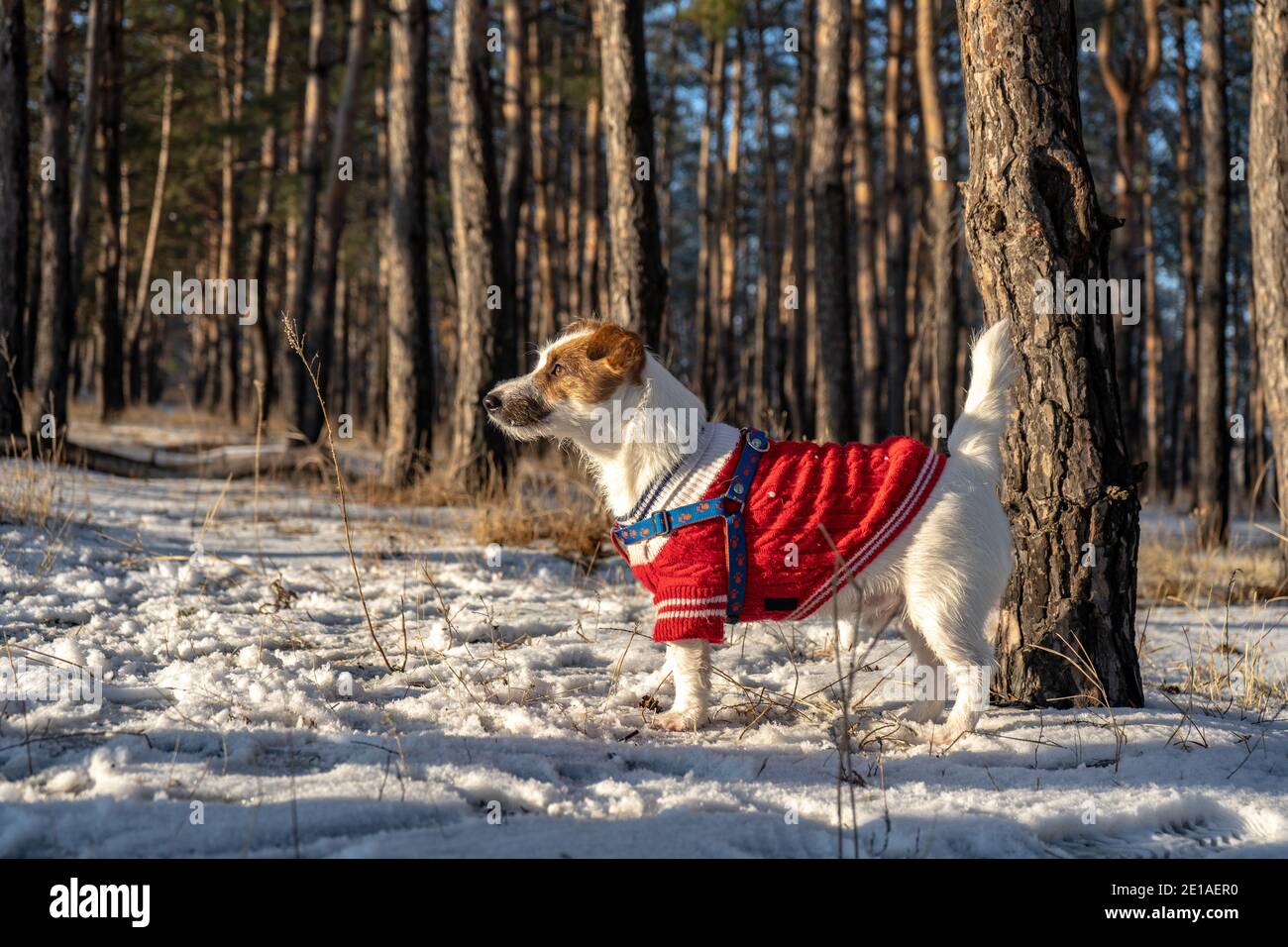 jack russell sweater