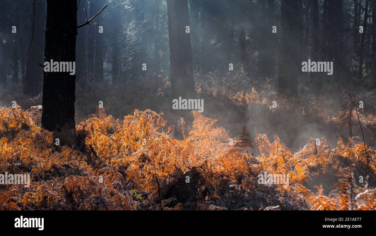 Backlit Forest Scene Of Sun Rays Through Trees And Dead Bracken On A Misty Morning With Steam From Melting Frost. New Forest UK Stock Photo