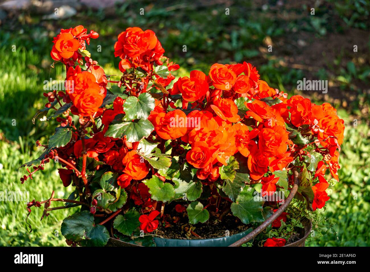 Large red begonia flowers on a background of green leaves in a flower pot. Stock Photo