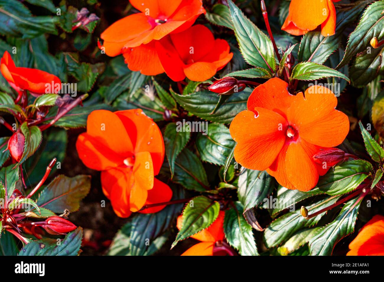 Red balsam hires stock photography and images Alamy