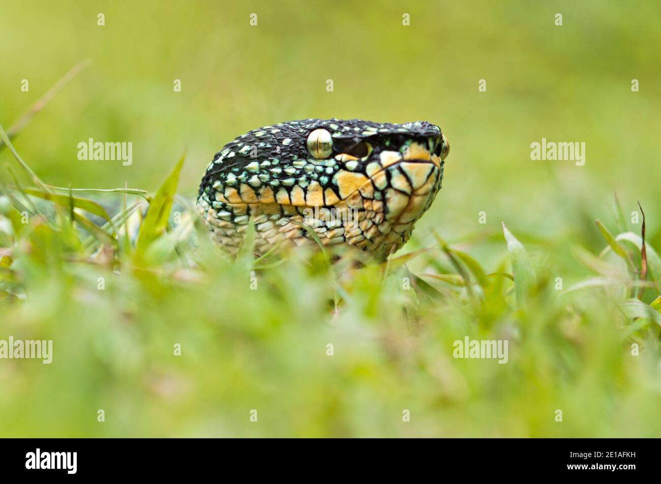 Pit Vipers Hi-res Stock Photography And Images - Alamy