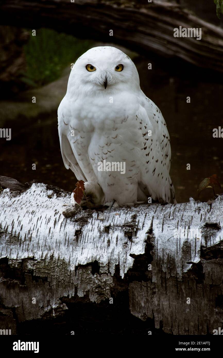 Snowy owl (bubo scandiacus) sitting in birch log. Nature awakening from winter. Quebec’s official bird Stock Photo