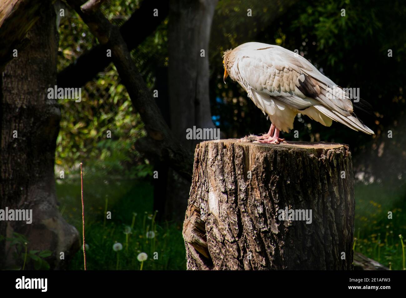 Egyptian Vulture, Neophron percnopterus. It is a small Old World vulture and the only member of the genus Neophron Stock Photo