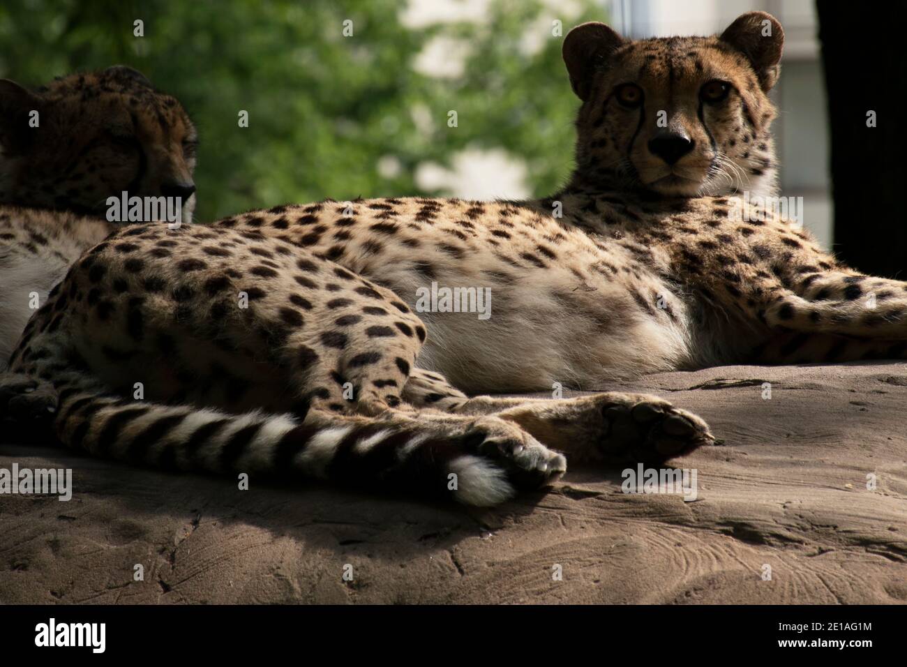 Wild Cheetah in African Safari in Serengeti resting and stretching in sunlight Stock Photo
