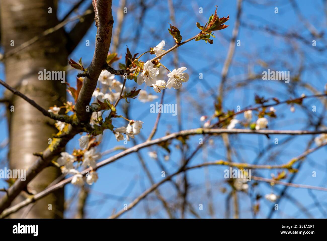 Colors of spring: Branch of a wild cherry tree, Prunus avium, with white blossoms against deep blue sky, selective focus, shallow depth of field Stock Photo